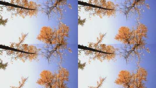 西安的秋天  秋色 落叶  树叶黄了高清在线视频素材下载