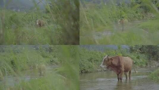 河流小溪青草小黄牛吃草合集高清在线视频素材下载