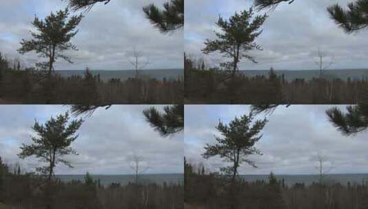 多云天空下的树木高清在线视频素材下载
