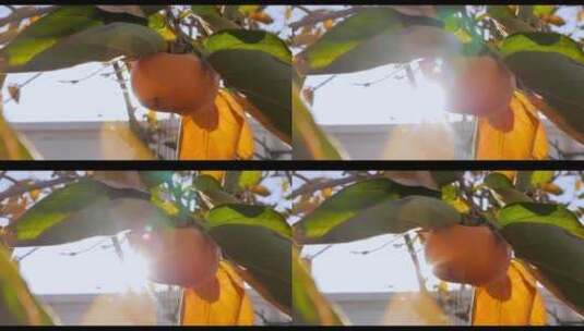 枝头成熟的柿子高清在线视频素材下载