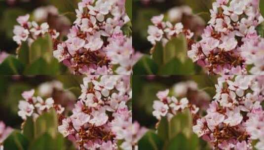 花园里粉色的花朵高清在线视频素材下载