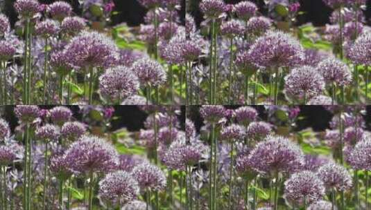 紫色的葱类花朵高清在线视频素材下载