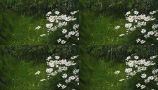 雨中的菊-花高清在线视频素材下载