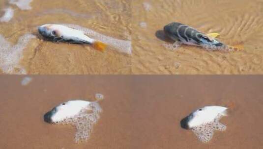 海边死去的小海豚沙滩上搁浅的鱼海洋污染高清在线视频素材下载