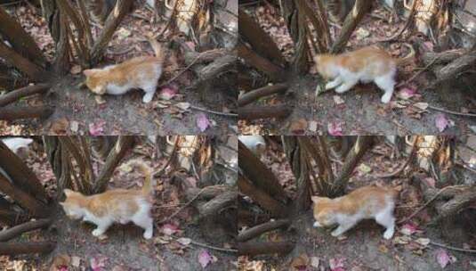 小奶猫在玩耍打闹爬树高清在线视频素材下载