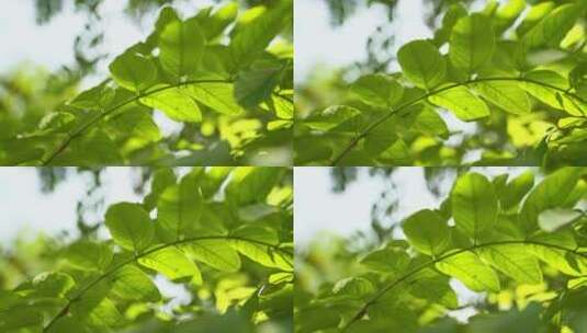 阳光下的清新绿叶唯美空镜高清在线视频素材下载