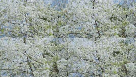 蓝天下唯美的白色樱花和树上的鸟儿高清在线视频素材下载