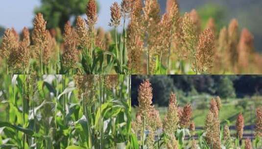 高粱种植高清在线视频素材下载