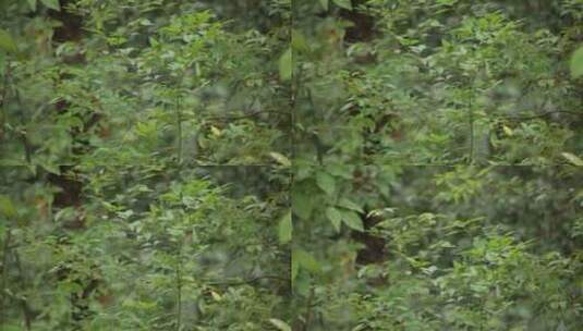 园林树叶高清在线视频素材下载