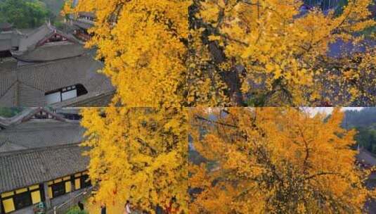 重庆巴南天心寺秋天金黄千年银杏树航拍高清在线视频素材下载