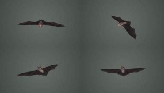 夜行动物 蝙蝠 3D动画 小菊头蝠 超声波高清在线视频素材下载