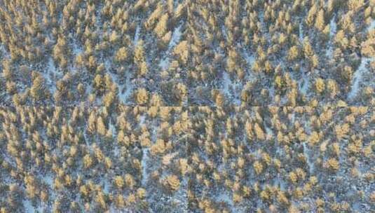 森林草原过渡地带樟子松林雪景高清在线视频素材下载