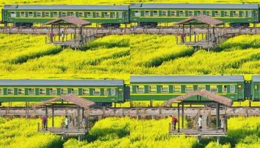 云南油菜花海里的绿皮火车高清在线视频素材下载