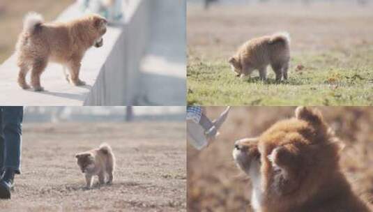 柴犬幼犬高清在线视频素材下载