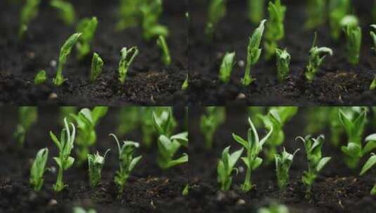种子培育春天里破土而出快速生长高清在线视频素材下载