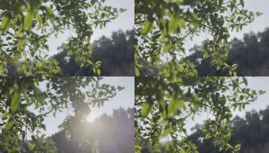 阳光午后温柔治愈阳光穿过树叶树林光晕4K高清在线视频素材下载