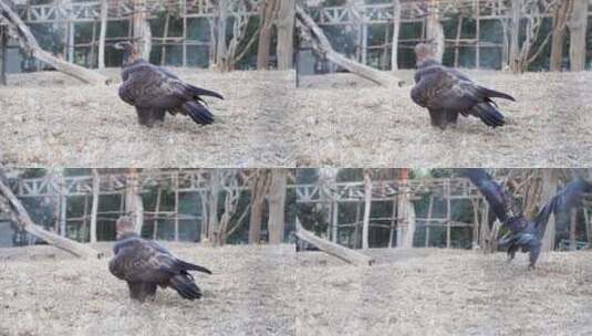 金雕老鹰在地面观察奔跑动作高清在线视频素材下载