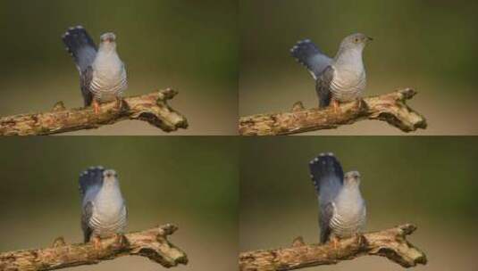 布谷鸟栖息在树枝上特写高清在线视频素材下载
