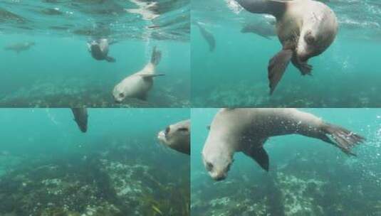 海狮 野生动物高清在线视频素材下载