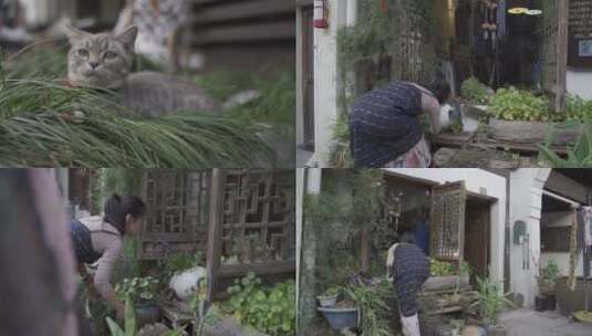 杭州古街江南城市人文-古巷老板娘摆弄花草高清在线视频素材下载