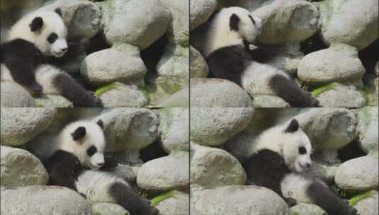 可爱的大熊猫幼崽特写高清在线视频素材下载