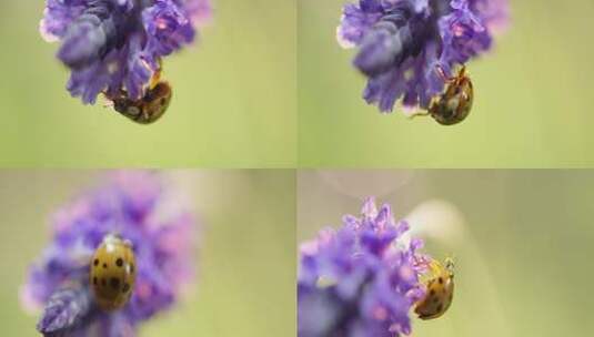 昆虫 爬行 春天 阳光高清在线视频素材下载