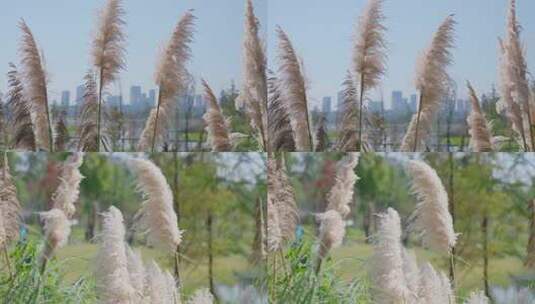 公园微风中的芦苇高清在线视频素材下载