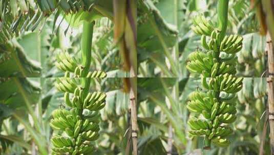香蕉种植园高清在线视频素材下载