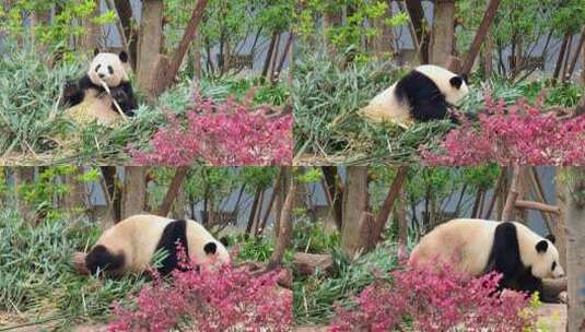 成都大熊猫繁育研究基地吃竹子的大熊猫高清在线视频素材下载