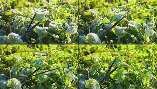 时间流逝冰雪融化延时高清在线视频素材下载