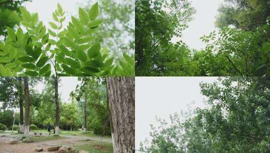 大自然植物花草高清在线视频素材下载