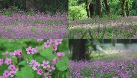 武汉东湖 酢浆草绽放紫色诱惑高清在线视频素材下载