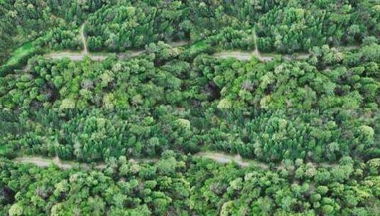 森林车辆无人机跟拍4K高清在线视频素材下载