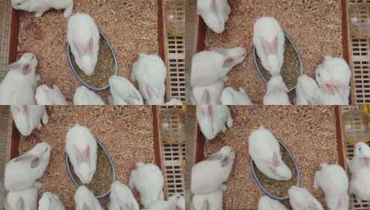 实拍动物可爱兔子高清在线视频素材下载