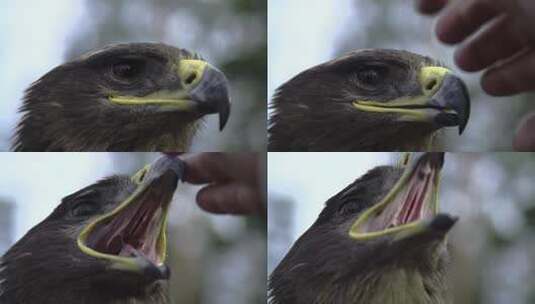 老鹰的头部特写高清在线视频素材下载