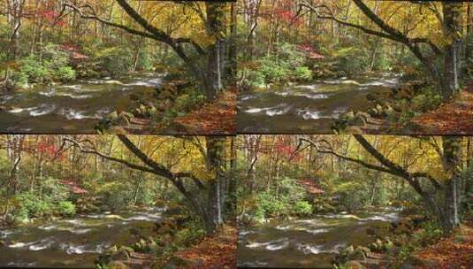航拍秋季小溪河水大气枫叶辽宁东北生态树林高清在线视频素材下载