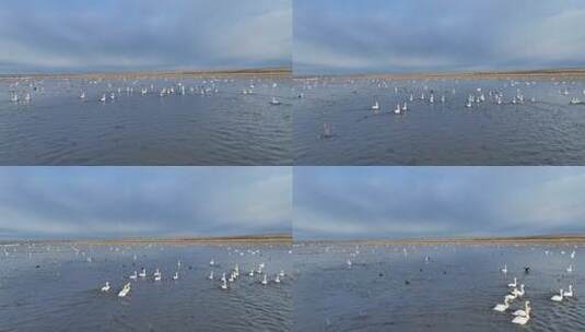 天鹅迁徙途中在呼伦贝尔草原湿地休息歇脚高清在线视频素材下载