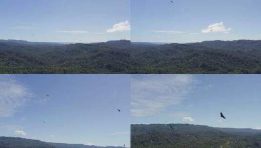 黑秃鹫在树林上飞行高清在线视频素材下载