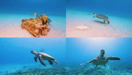 4K海底世界、海龟高清在线视频素材下载