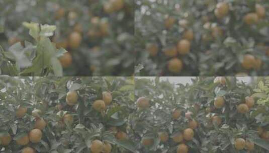 广西砂糖橘桔子4Kslog3实拍素材高清在线视频素材下载