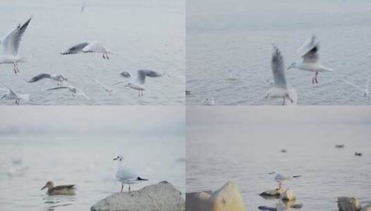 海鸥海鸟在海边自由飞翔慢动作升格高清在线视频素材下载