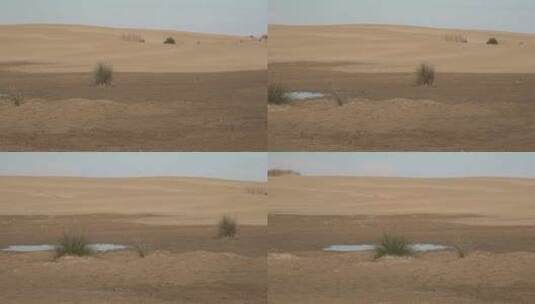 沙漠中的水坑高清在线视频素材下载