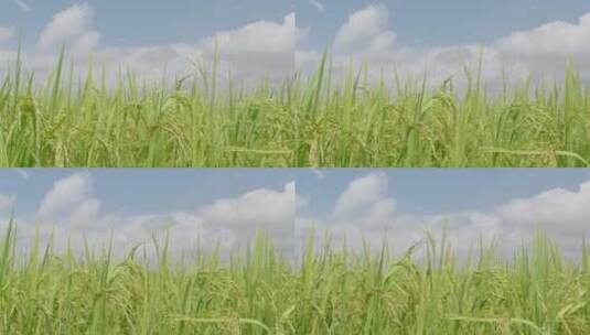 自然之美自然绿色稻田稻子高清在线视频素材下载