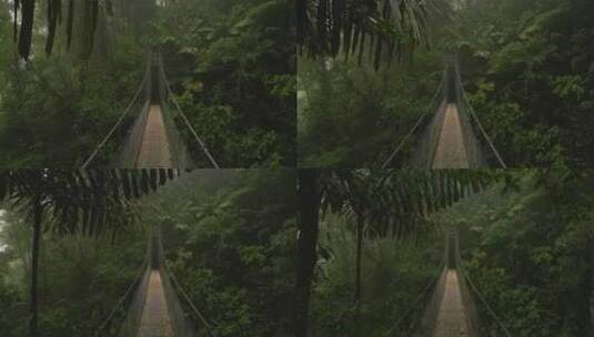 森林中的独木桥铁索桥吊桥高清在线视频素材下载