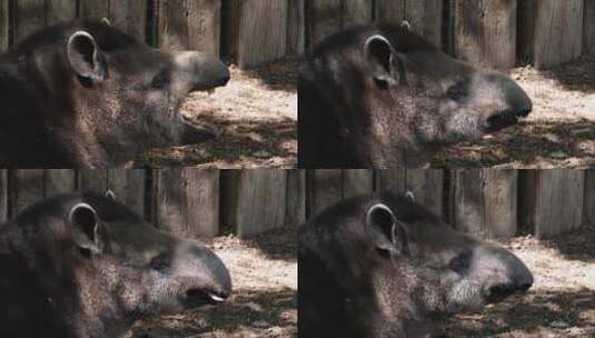 打哈欠的南美貘（Tapirus terrestris）高清在线视频素材下载