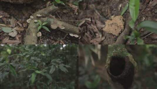 雨林植被4K实拍视频高清在线视频素材下载