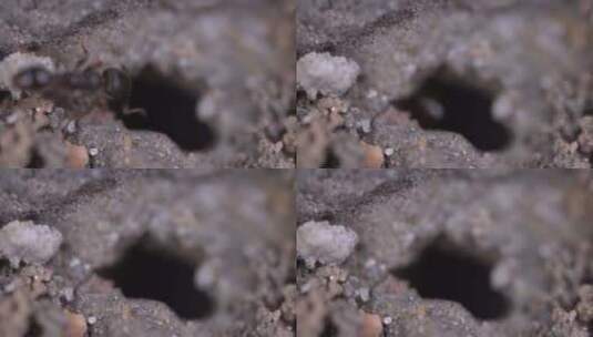 昆虫   蚂蚁 力量 自然  昆虫  蚂蚁打洞高清在线视频素材下载