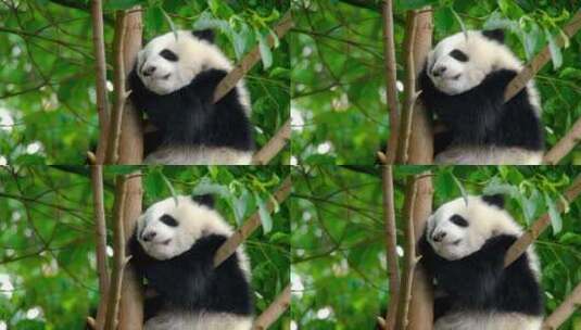 熊猫大熊猫吃竹子熊猫宝宝熊猫幼崽熊猫基地高清在线视频素材下载