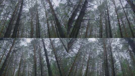 森林密林松树林雨后树林树木高清在线视频素材下载