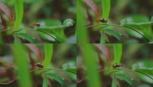 草丛中的虫子高清在线视频素材下载